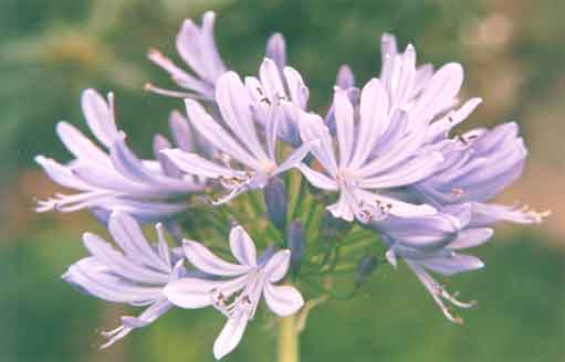 04 - Agapanto (Agapanthus africanus)