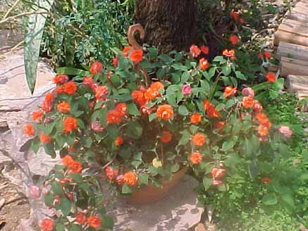 46 - Impatiens