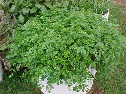 66 - Salsas (Petroselinum sativum)