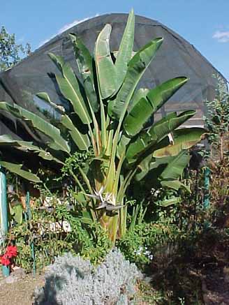 Bananeira dos viajantes (Ravenala Madagascariensis) ECO Pousada Jardim do Eden Foto  Eduardo Loureiro