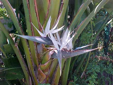 75 - Flor da bananeira dos viajantes (Ravenala Madagascariensis)