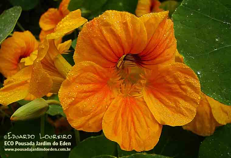 Capuchinha (Tropaeolum majus) Pousada Jardim do Eden Foto  Eduardo Loureiro