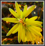 flor aloe vera da Pousada Jardim do Eden Chapada dos Veadeiros