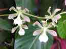 Encyclia aromatica (Encyclium odorata, Encyclia odorata)