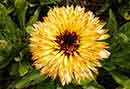 calendula_(calendula_officinalis) Pousada Jardim do Eden photo  Eduardo Loureiro