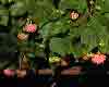 flor astrapéia (Dombeya wallichii)